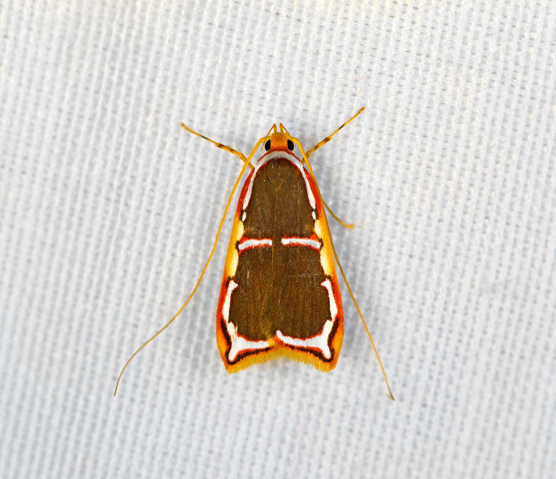 Barantola pulcherrima, Minggre, Arfak Mountains, Papua  Arfak Mountains,Australia (continent),Barantola pulcherrima,Geotagged,Indonesia,Minggre,New Guinea,Papua,Papua 2023,Spring,Vogelkop,West Papua,Western New Guinea