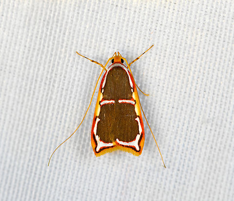 Barantola pulcherrima