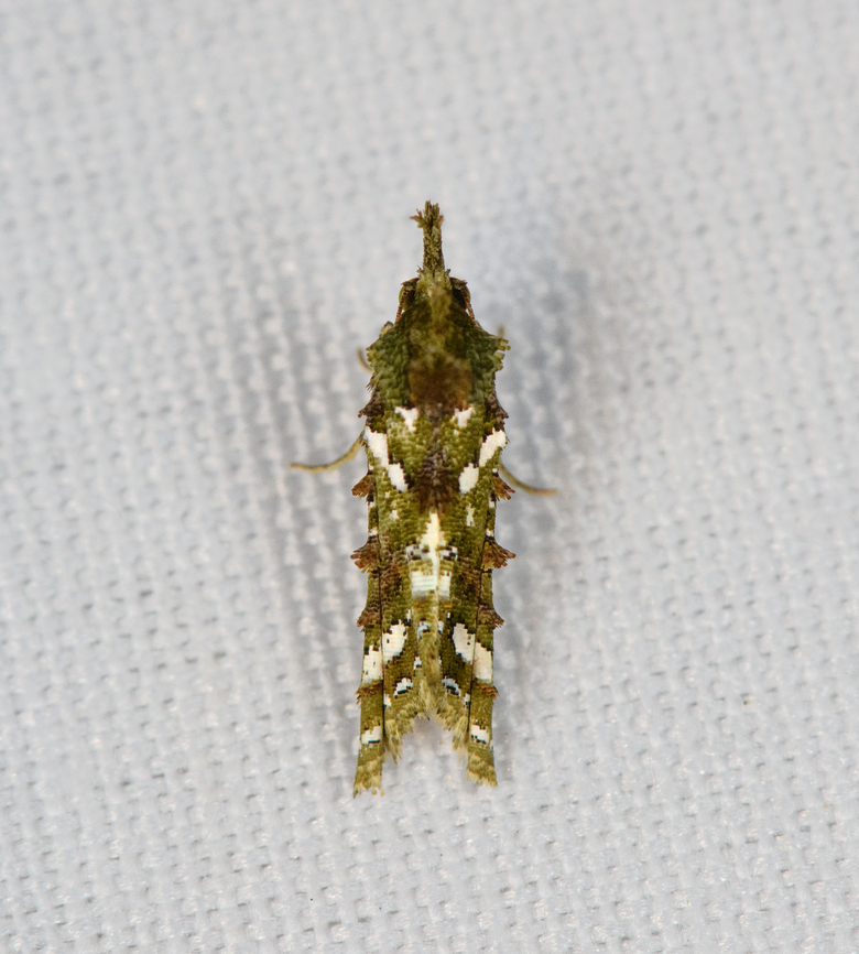 Carposina sp., Minggre, Arfak Mountains, Papua Very small and very weird. Arfak Mountains,Australia (continent),Geotagged,Indonesia,Minggre,New Guinea,Papua,Papua 2023,Spring,Vogelkop,West Papua,Western New Guinea