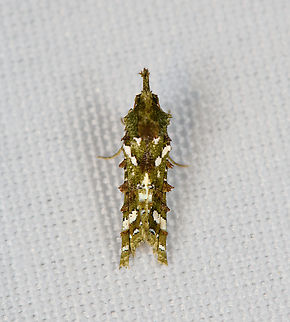 Carposina sp., Minggre, Arfak Mountains, Papua Very small and very weird. Arfak Mountains,Australia (continent),Geotagged,Indonesia,Minggre,New Guinea,Papua,Papua 2023,Spring,Vogelkop,West Papua,Western New Guinea