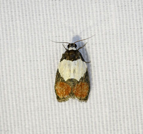 Neoscaptia fascionitens, Minggre, Arfak Mountains, Papua  Arfak Mountains,Australia (continent),Geotagged,Indonesia,Minggre,Neoscaptia fascionitens,New Guinea,Papua,Papua 2023,Spring,Vogelkop,West Papua,Western New Guinea