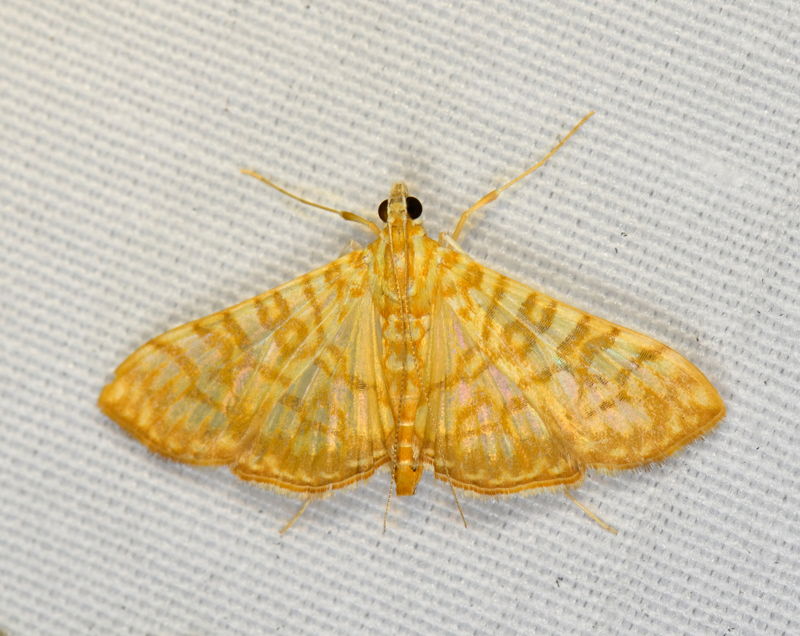 Synclera sp., Minggre, Arfak Mountains, Papua  Arfak Mountains,Australia (continent),Geotagged,Indonesia,Minggre,New Guinea,Papua,Papua 2023,Spring,Synclera traducalis,Vogelkop,West Papua,Western New Guinea