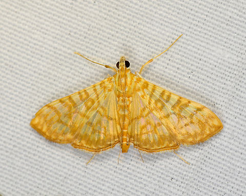 Synclera sp., Minggre, Arfak Mountains, Papua  Arfak Mountains,Australia (continent),Geotagged,Indonesia,Minggre,New Guinea,Papua,Papua 2023,Spring,Synclera traducalis,Vogelkop,West Papua,Western New Guinea