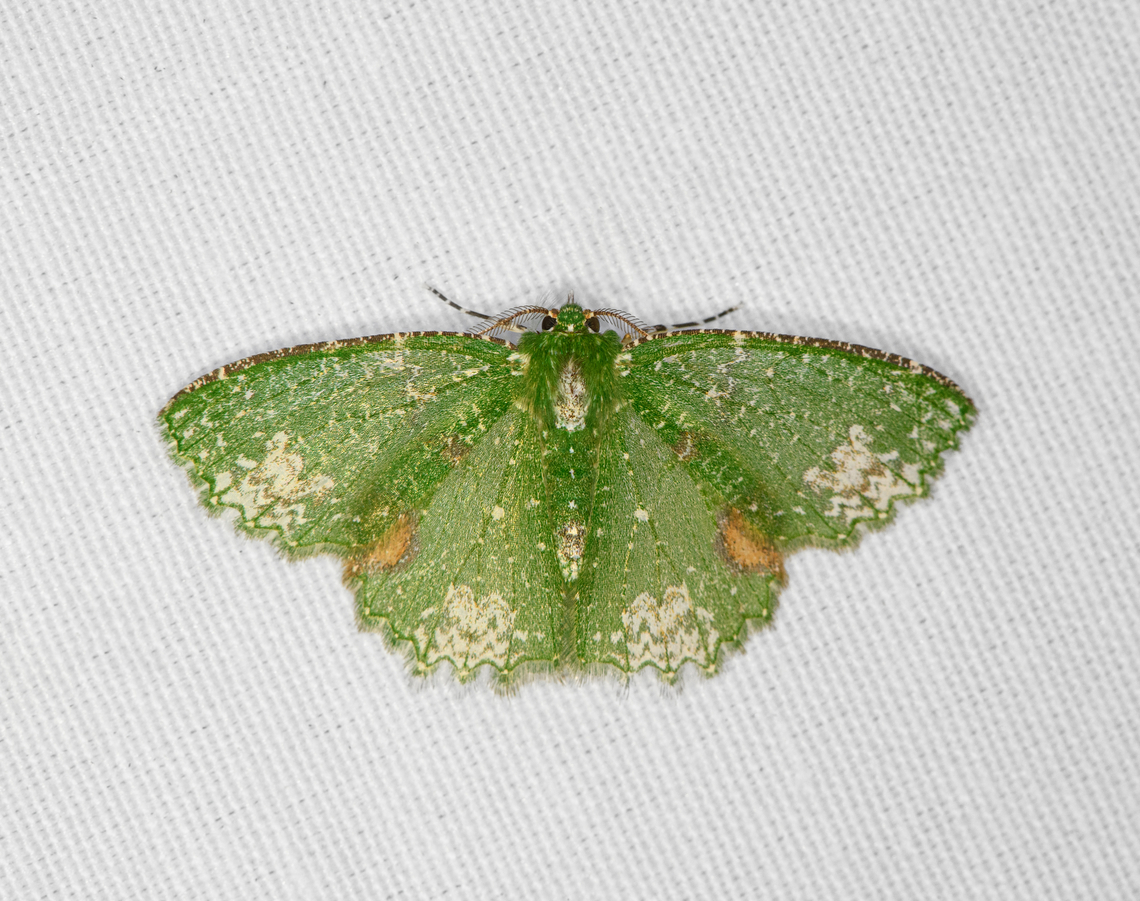 Eucyclodes orbimaculata, Minggre, Arfak Mountains, Papua  Arfak Mountains,Australia (continent),Eucyclodes orbimaculata,Geotagged,Indonesia,Minggre,New Guinea,Papua,Papua 2023,Spring,Vogelkop,West Papua,Western New Guinea