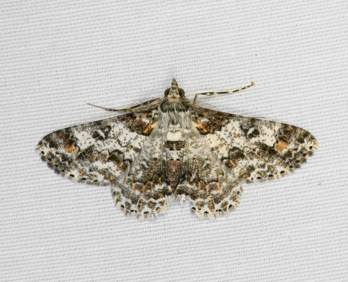 Cleora alienaria, Minggre, Arfak Mountains, Papua  Arfak Mountains,Australia (continent),Cleora alienaria,Geotagged,Indonesia,Minggre,New Guinea,Papua,Papua 2023,Spring,Vogelkop,West Papua,Western New Guinea