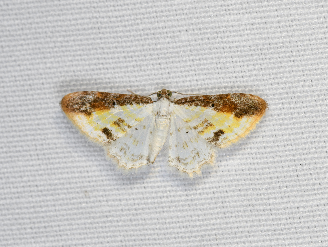 Acolutha pictaria, Minggre, Arfak Mountains, Papua  Acolutha pictaria,Arfak Mountains,Australia (continent),Geotagged,Indonesia,Minggre,New Guinea,Papua,Papua 2023,Spring,Vogelkop,West Papua,Western New Guinea