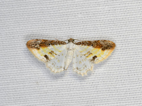 Acolutha pictaria, Minggre, Arfak Mountains, Papua  Acolutha pictaria,Arfak Mountains,Australia (continent),Geotagged,Indonesia,Minggre,New Guinea,Papua,Papua 2023,Spring,Vogelkop,West Papua,Western New Guinea