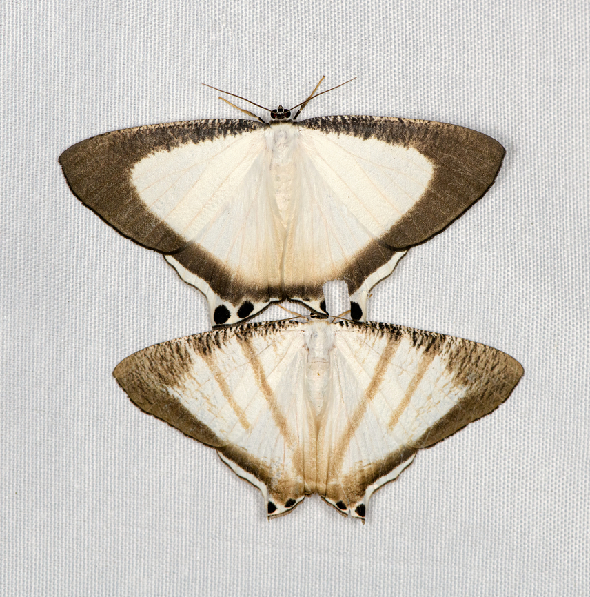 Cyphura caudiferaria and maxima, Minggre, Arfak Mountains, Papua Cyphura caudiferaria (top) and Cyphura maxima (bottom) appearing simultaneously on the cloth. <br />
<figure class="photo"><a href="https://www.jungledragon.com/image/157577/cyphura_caudiferaria_minggre_arfak_mountains_papua.html" title="Cyphura caudiferaria, Minggre, Arfak Mountains, Papua"><img src="https://s3.amazonaws.com/media.jungledragon.com/images/2/157577_thumb.jpg?AWSAccessKeyId=05GMT0V3GWVNE7GGM1R2&Expires=1769040010&Signature=xsG1alorc3eBvgKgwxQBj%2BXs3WE%3D" width="200" height="140" alt="Cyphura caudiferaria, Minggre, Arfak Mountains, Papua Also available with bands:<br />
https://www.jungledragon.com/image/157575/cyphura_maxima_minggre_arfak_mountains_papua.html Arfak Mountains,Australia (continent),Cyphura caudiferaria,Geotagged,Indonesia,Minggre,New Guinea,Papua,Papua 2023,Spring,Vogelkop,West Papua,Western New Guinea" /></a></figure><br />
<figure class="photo"><a href="https://www.jungledragon.com/image/157575/cyphura_maxima_minggre_arfak_mountains_papua.html" title="Cyphura maxima, Minggre, Arfak Mountains, Papua"><img src="https://s3.amazonaws.com/media.jungledragon.com/images/2/157575_thumb.jpg?AWSAccessKeyId=05GMT0V3GWVNE7GGM1R2&Expires=1769040010&Signature=3UANUKhk5%2Bctegg%2FkRTkCRVPBYs%3D" width="200" height="156" alt="Cyphura maxima, Minggre, Arfak Mountains, Papua Also available without bands:<br />
https://www.jungledragon.com/image/157577/cyphura_caudiferaria_minggre_arfak_mountains_papua.html Arfak Mountains,Australia (continent),Cyphura maxima,Geotagged,Indonesia,Minggre,New Guinea,Papua,Papua 2023,Spring,Vogelkop,West Papua,Western New Guinea" /></a></figure> Arfak Mountains,Australia (continent),Geotagged,Indonesia,Minggre,New Guinea,Papua,Papua 2023,Spring,Vogelkop,West Papua,Western New Guinea