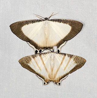 Cyphura caudiferaria and maxima, Minggre, Arfak Mountains, Papua Cyphura caudiferaria (top) and Cyphura maxima (bottom) appearing simultaneously on the cloth. 
https://www.jungledragon.com/image/157577/cyphura_caudiferaria_minggre_arfak_mountains_papua.html
https://www.jungledragon.com/image/157575/cyphura_maxima_minggre_arfak_mountains_papua.html Arfak Mountains,Australia (continent),Geotagged,Indonesia,Minggre,New Guinea,Papua,Papua 2023,Spring,Vogelkop,West Papua,Western New Guinea