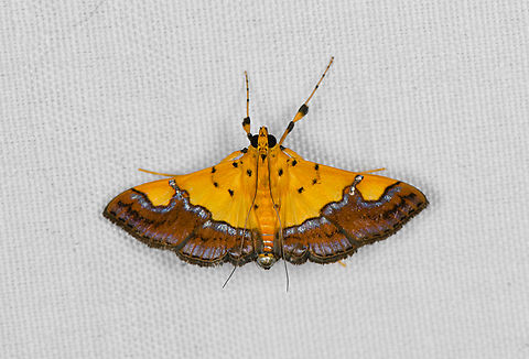 Endocrossis flavibasalis, Minggre, Arfak Mountains, Papua  Arfak Mountains,Australia (continent),Endocrossis flavibasalis,Geotagged,Indonesia,Minggre,New Guinea,Papua,Papua 2023,Spring,Vogelkop,West Papua,Western New Guinea