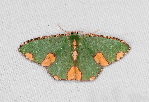 Oxychora batis, Minggre, Arfak Mountains, Papua  Arfak Mountains,Australia (continent),Geotagged,Indonesia,Minggre,New Guinea,Oxychora batis,Papua,Papua 2023,Spring,Vogelkop,West Papua,Western New Guinea