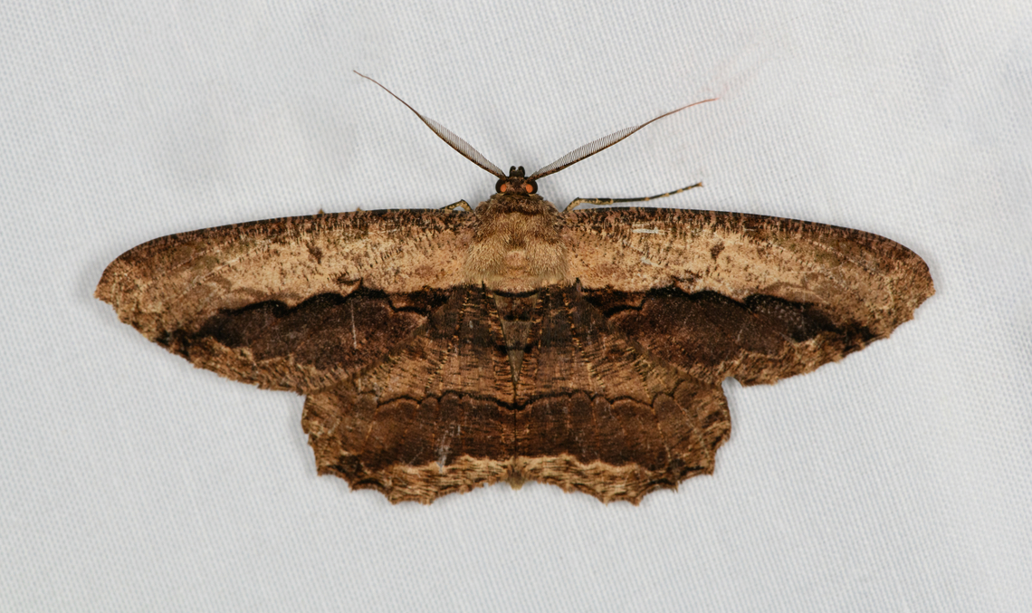 Chorodna strixaria, Minggre, Arfak Mountains, Papua  Arfak Mountains,Australia (continent),Chorodna strixaria,Geotagged,Indonesia,Minggre,New Guinea,Papua,Papua 2023,Spring,Vogelkop,West Papua,Western New Guinea