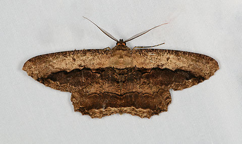 Chorodna strixaria, Minggre, Arfak Mountains, Papua  Arfak Mountains,Australia (continent),Chorodna strixaria,Geotagged,Indonesia,Minggre,New Guinea,Papua,Papua 2023,Spring,Vogelkop,West Papua,Western New Guinea