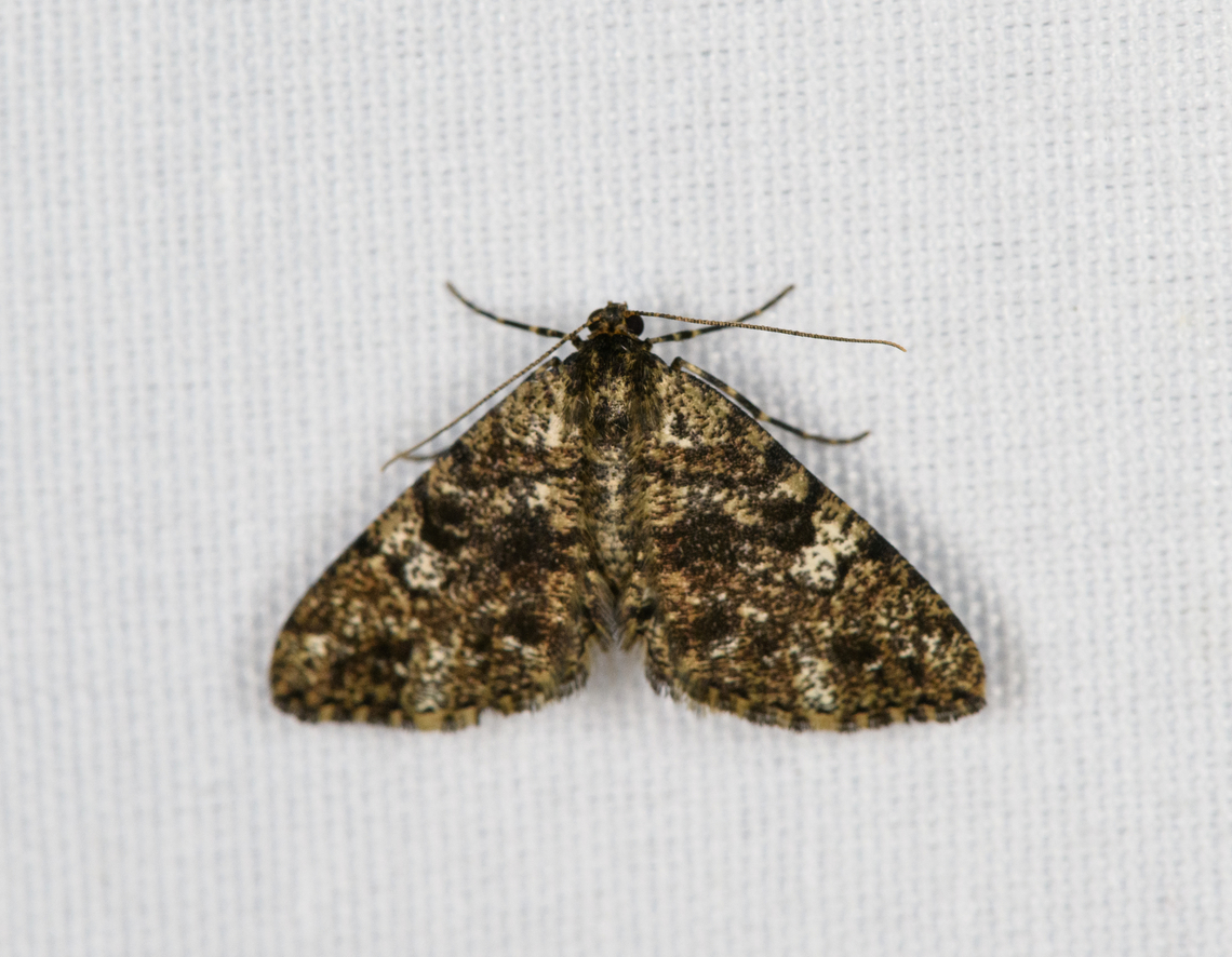 Boarmiini, Minggre, Arfak Mountains, Papua  Arfak Mountains,Australia (continent),Geotagged,Indonesia,Minggre,New Guinea,Papua,Papua 2023,Spring,Vogelkop,West Papua,Western New Guinea