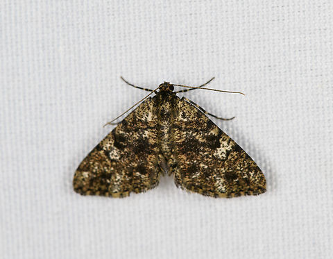 Boarmiini, Minggre, Arfak Mountains, Papua  Arfak Mountains,Australia (continent),Geotagged,Indonesia,Minggre,New Guinea,Papua,Papua 2023,Spring,Vogelkop,West Papua,Western New Guinea