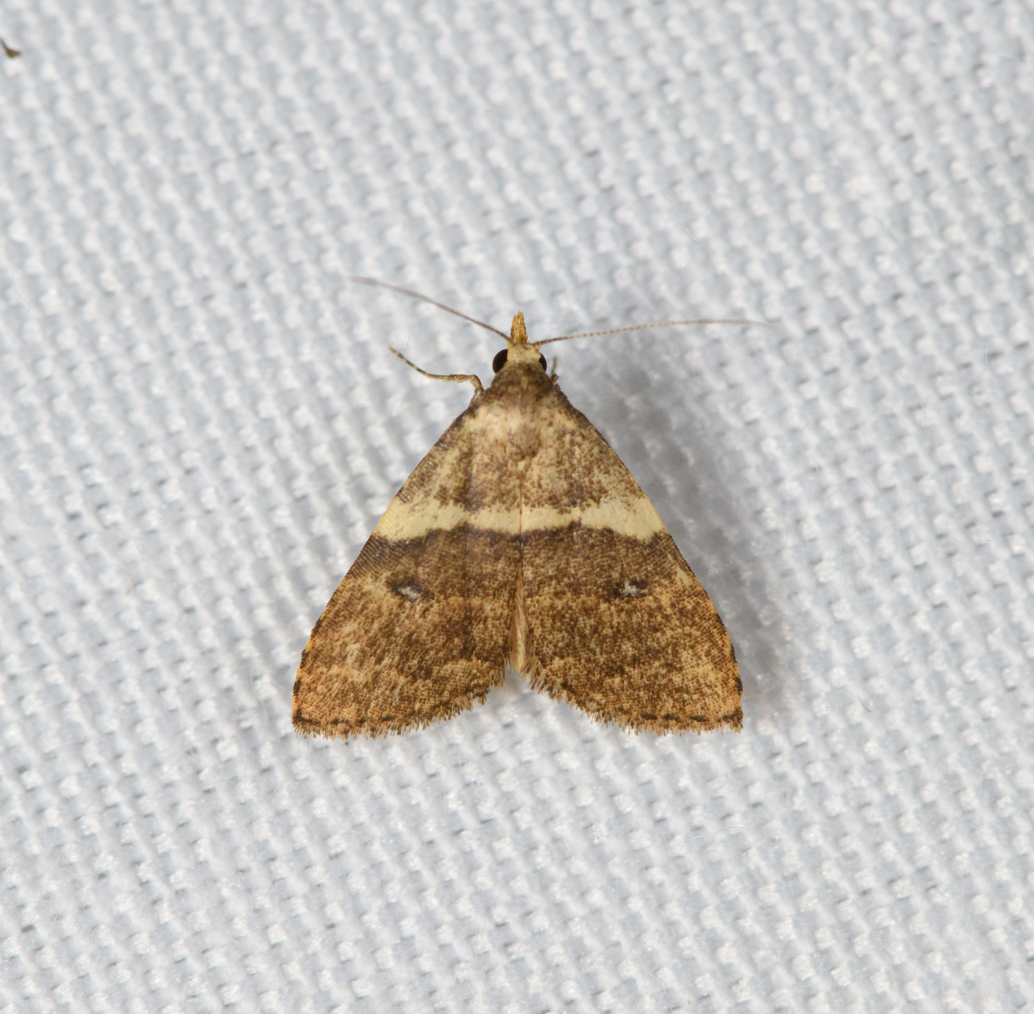 Small Moth, Minggre, Arfak Mountains, Papua  Arfak Mountains,Australia (continent),Geotagged,Indonesia,Minggre,New Guinea,Papua,Papua 2023,Spring,Vogelkop,West Papua,Western New Guinea