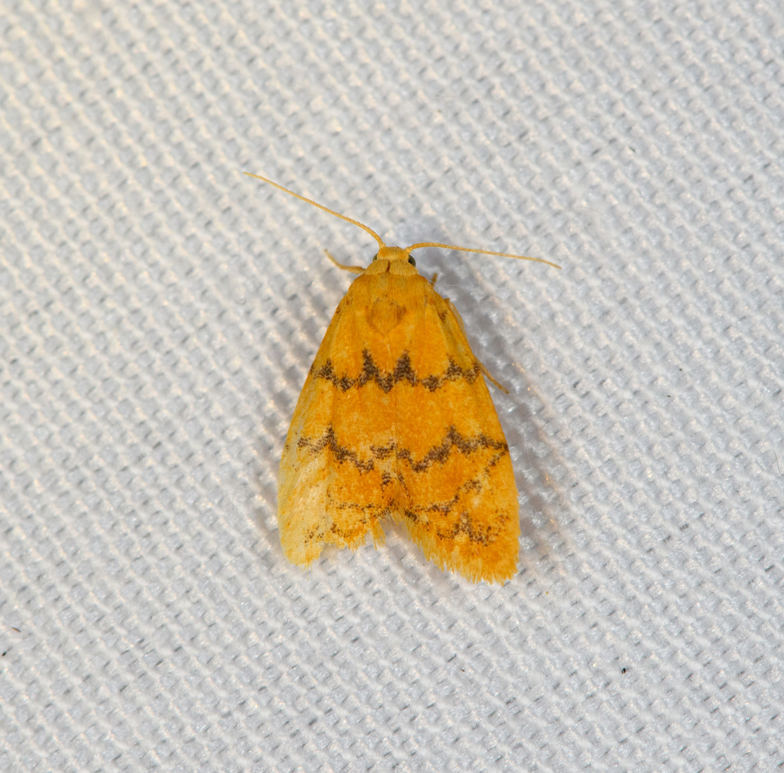 Lithosiini, Minggre, Arfak Mountains, Papua  Arfak Mountains,Australia (continent),Geotagged,Indonesia,Minggre,New Guinea,Papua,Papua 2023,Spring,Vogelkop,West Papua,Western New Guinea