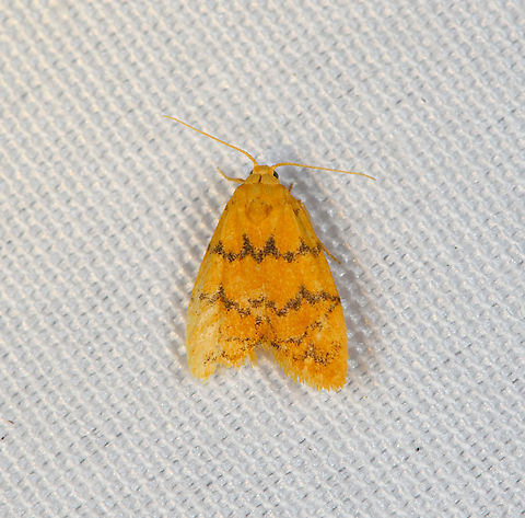 Lithosiini, Minggre, Arfak Mountains, Papua  Arfak Mountains,Australia (continent),Geotagged,Indonesia,Minggre,New Guinea,Papua,Papua 2023,Spring,Vogelkop,West Papua,Western New Guinea