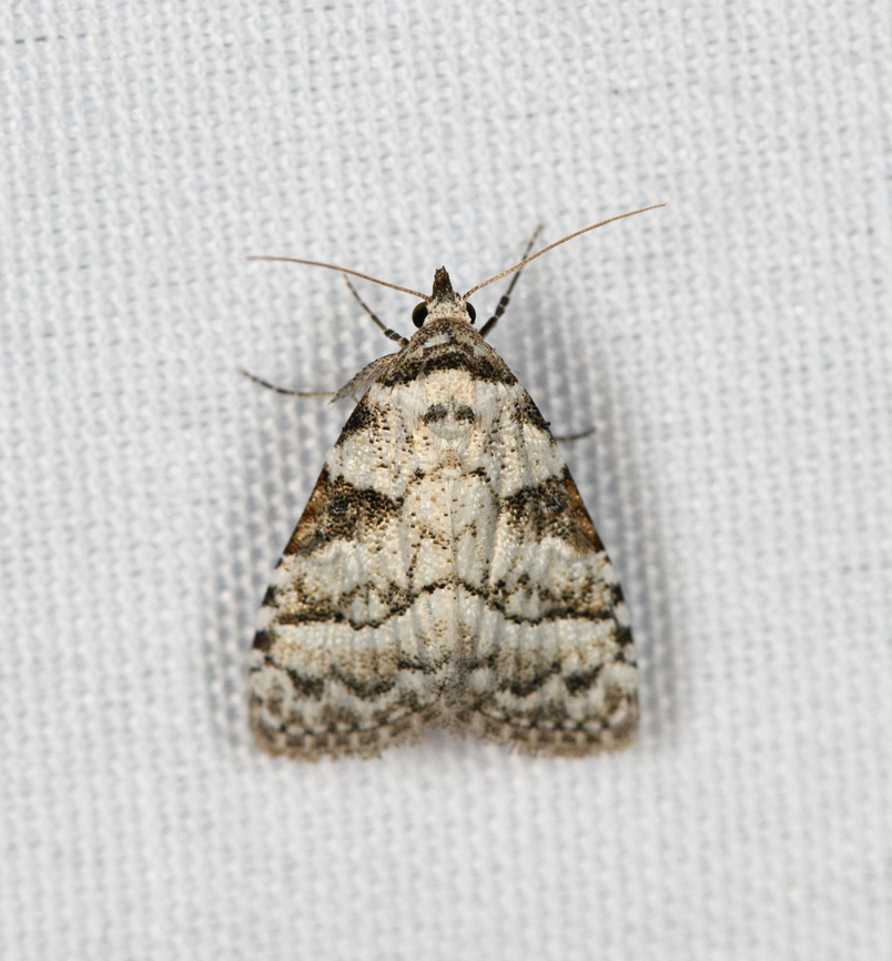 Nola semidolosa, Minggre, Arfak Mountains, Papua  Arfak Mountains,Australia (continent),Geotagged,Indonesia,Minggre,New Guinea,Nola semidolosa,Papua,Papua 2023,Spring,Vogelkop,West Papua,Western New Guinea