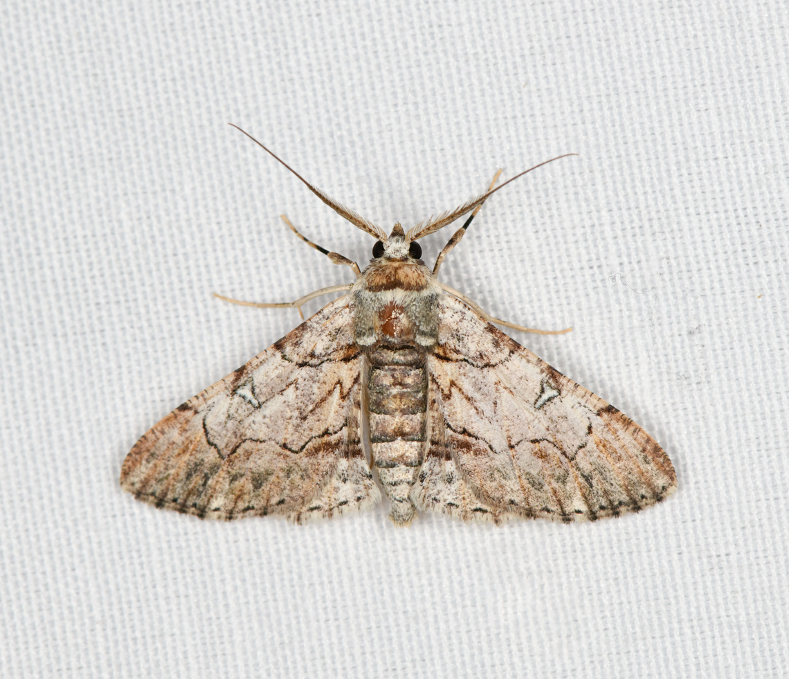 Boarmiini?, Minggre, Arfak Mountains, Papua  Arfak Mountains,Australia (continent),Geotagged,Indonesia,Minggre,New Guinea,Papua,Papua 2023,Spring,Vogelkop,West Papua,Western New Guinea