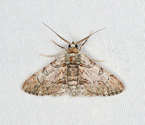 Boarmiini?, Minggre, Arfak Mountains, Papua  Arfak Mountains,Australia (continent),Geotagged,Indonesia,Minggre,New Guinea,Papua,Papua 2023,Spring,Vogelkop,West Papua,Western New Guinea