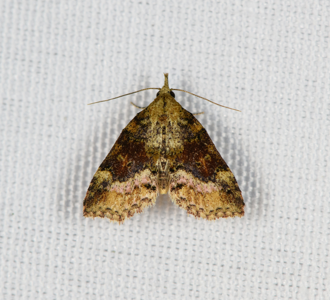 Small Moth, Minggre, Arfak Mountains, Papua  Arfak Mountains,Australia (continent),Geotagged,Indonesia,Minggre,New Guinea,Papua,Papua 2023,Spring,Vogelkop,West Papua,Western New Guinea