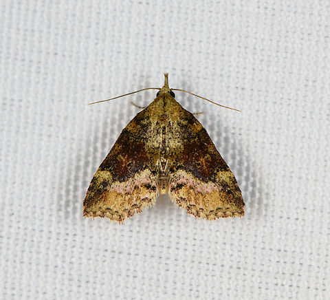 Small Moth, Minggre, Arfak Mountains, Papua  Arfak Mountains,Australia (continent),Geotagged,Indonesia,Minggre,New Guinea,Papua,Papua 2023,Spring,Vogelkop,West Papua,Western New Guinea