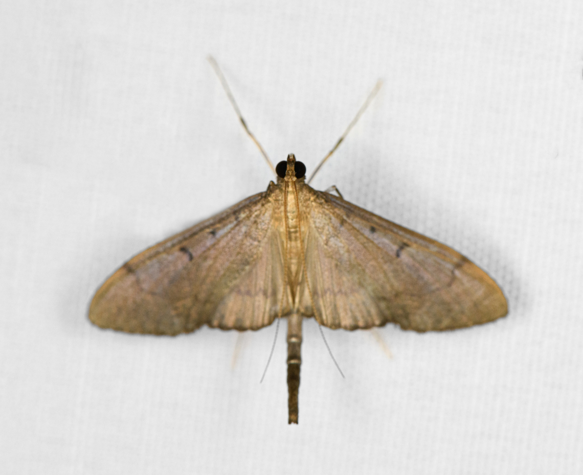 Bradina admixtalis, Minggre, Arfak Mountains, Papua  Arfak Mountains,Australia (continent),Bradina admixtalis,Geotagged,Indonesia,Minggre,New Guinea,Papua,Papua 2023,Spring,Vogelkop,West Papua,Western New Guinea