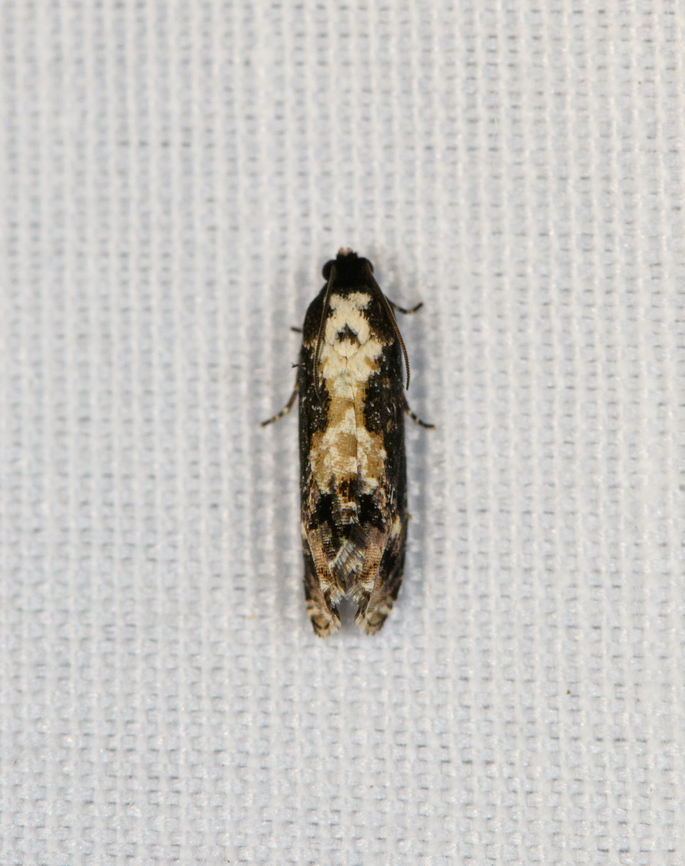 Tortrix Moth, Minggre, Arfak Mountains, Papua Possibly subf Olethreutinae. Arfak Mountains,Australia (continent),Geotagged,Indonesia,Minggre,New Guinea,Papua,Papua 2023,Spring,Vogelkop,West Papua,Western New Guinea