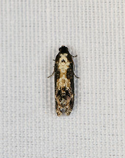 Tortrix Moth, Minggre, Arfak Mountains, Papua Possibly subf Olethreutinae. Arfak Mountains,Australia (continent),Geotagged,Indonesia,Minggre,New Guinea,Papua,Papua 2023,Spring,Vogelkop,West Papua,Western New Guinea