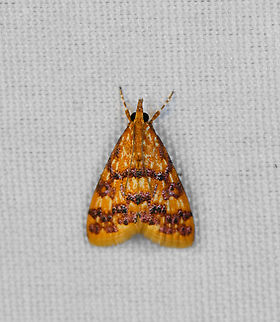 Crambidae, Minggre, Arfak Mountains, Papua Subfamily Pyraustinae. Arfak Mountains,Australia (continent),Geotagged,Indonesia,Minggre,New Guinea,Papua,Papua 2023,Spring,Vogelkop,West Papua,Western New Guinea