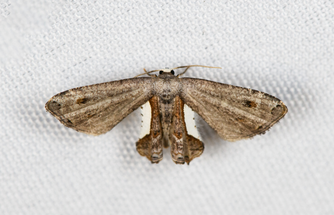 Phazaca decorata, Minggre, Arfak Mountains, Papua  Arfak Mountains,Australia (continent),Geotagged,Indonesia,Minggre,New Guinea,Papua,Papua 2023,Phazaca decorata,Spring,Vogelkop,West Papua,Western New Guinea