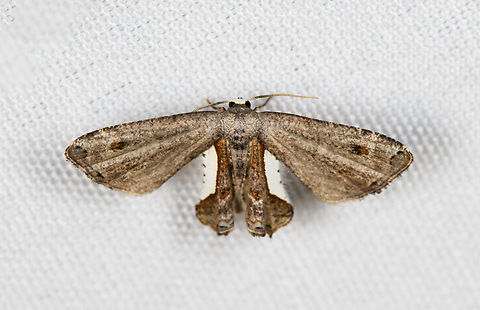 Phazaca decorata, Minggre, Arfak Mountains, Papua  Arfak Mountains,Australia (continent),Geotagged,Indonesia,Minggre,New Guinea,Papua,Papua 2023,Phazaca decorata,Spring,Vogelkop,West Papua,Western New Guinea
