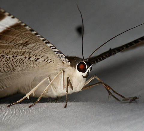 Cyphura maxima - frontal, Minggre, Arfak Mountains, Papua  Arfak Mountains,Australia (continent),Cyphura maxima,Geotagged,Indonesia,Minggre,New Guinea,Papua,Papua 2023,Spring,Vogelkop,West Papua,Western New Guinea