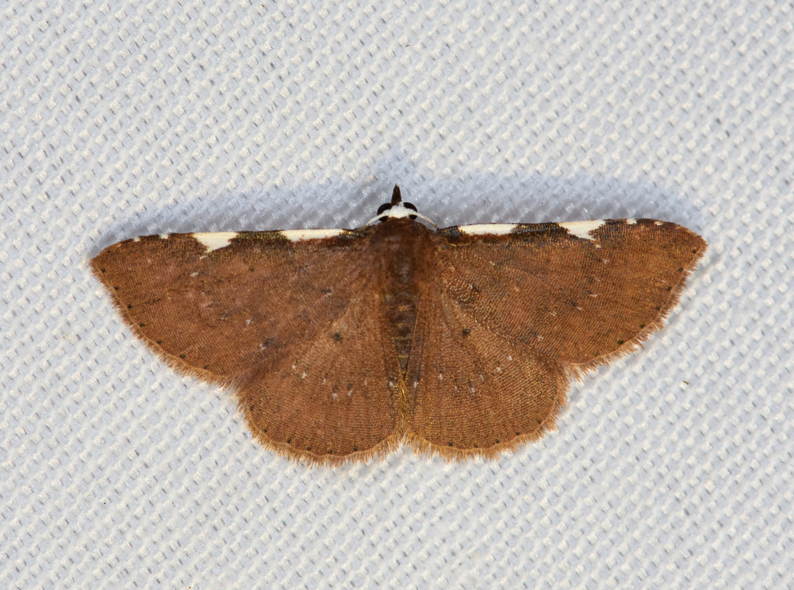 Corgatha sp, Minggre, Arfak Mountains, Papua  Arfak Mountains,Australia (continent),Geotagged,Indonesia,Minggre,New Guinea,Papua,Papua 2023,Spring,Vogelkop,West Papua,Western New Guinea