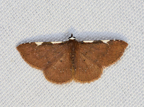 Corgatha sp, Minggre, Arfak Mountains, Papua  Arfak Mountains,Australia (continent),Geotagged,Indonesia,Minggre,New Guinea,Papua,Papua 2023,Spring,Vogelkop,West Papua,Western New Guinea