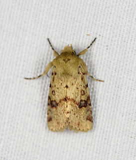 Noctuidae, Minggre, Arfak Mountains, Papua  Arfak Mountains,Australia (continent),Geotagged,Indonesia,Minggre,New Guinea,Papua,Papua 2023,Spring,Vogelkop,West Papua,Western New Guinea