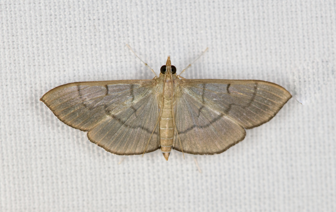 Crambidae, Minggre, Arfak Mountains, Papua  Arfak Mountains,Australia (continent),Geotagged,Indonesia,Minggre,New Guinea,Papua,Papua 2023,Poliobotys,Poliobotys ablactalis,Spring,Vogelkop,West Papua,Western New Guinea