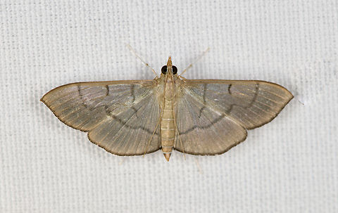 Crambidae, Minggre, Arfak Mountains, Papua  Arfak Mountains,Australia (continent),Geotagged,Indonesia,Minggre,New Guinea,Papua,Papua 2023,Poliobotys,Poliobotys ablactalis,Spring,Vogelkop,West Papua,Western New Guinea