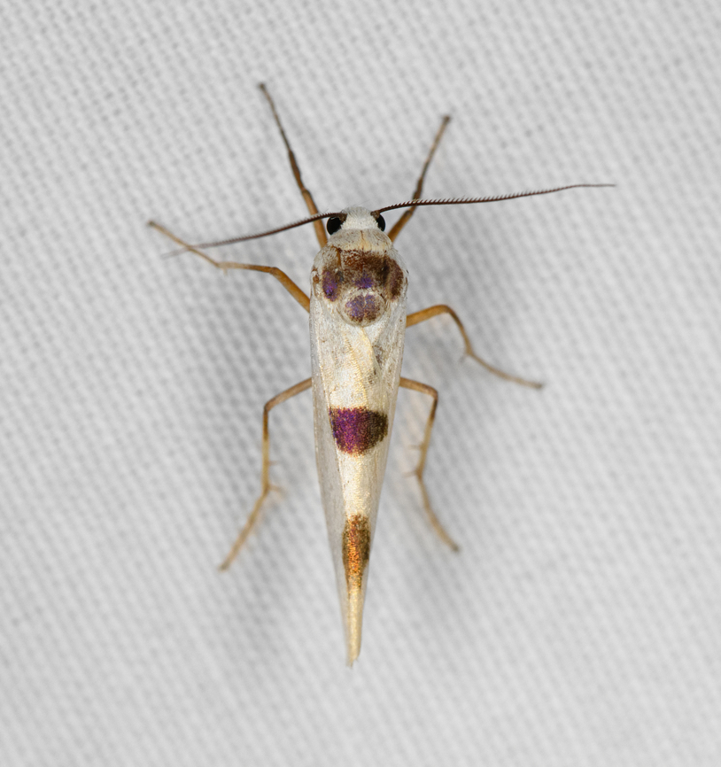 Monosyntaxis arfakensis, Minggre, Arfak Mountains, Papua  Arfak Mountains,Australia (continent),Geotagged,Indonesia,Minggre,Monosyntaxis arfakensis,New Guinea,Papua,Papua 2023,Spring,Vogelkop,West Papua,Western New Guinea