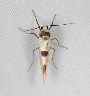 Monosyntaxis arfakensis