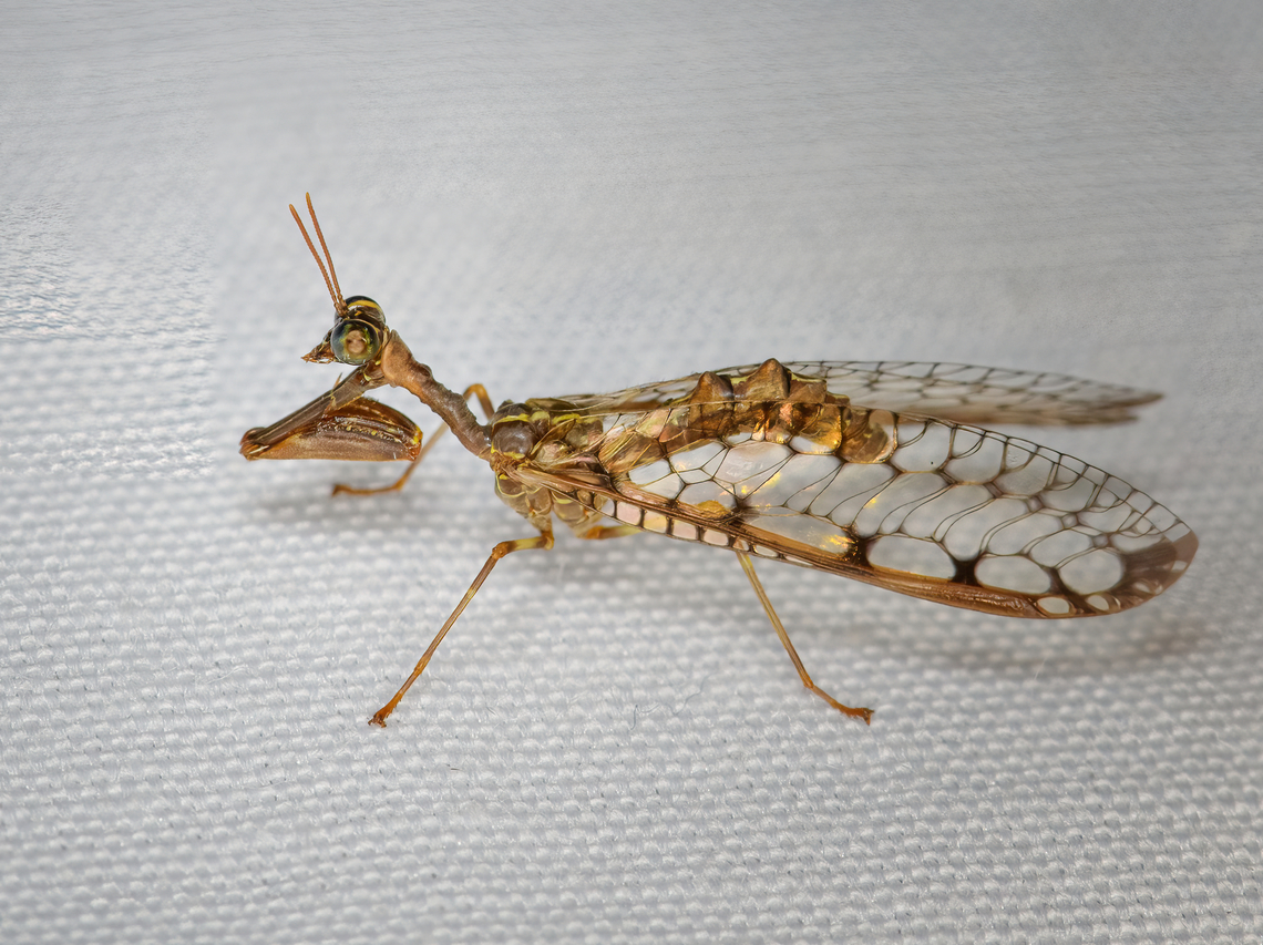 Stenomantispa reinhardi, Minggre, Arfak Mountains, Papua Our first ever mantidfly. Amazing fact about them is that they&#039;re completely unrelated to mantids (praying mantis), the raptorial forelimbs evolved independently (convergent evolution).<br />
<br />
 Arfak Mountains,Australia (continent),Geotagged,Indonesia,Minggre,New Guinea,Papua,Papua 2023,Spring,Stenomantispa reinhardi,Vogelkop,West Papua,Western New Guinea