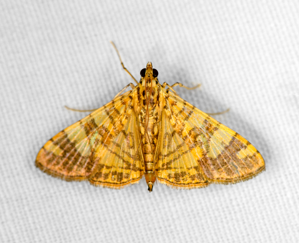 Glyphodes caesalis, Minggre, Arfak Mountains, Papua  Arfak Mountains,Australia (continent),Geotagged,Glyphodes caesalis,Indonesia,Minggre,New Guinea,Papua,Papua 2023,Spring,Vogelkop,West Papua,Western New Guinea