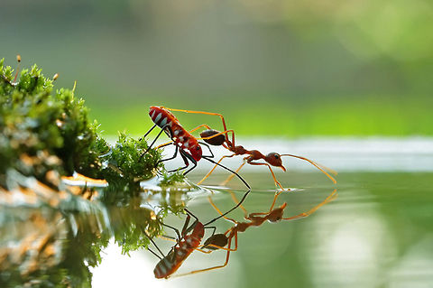 Bug race Uploaded with permission of @teguh santosa Formicidae,Insects,Macro