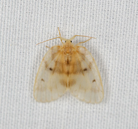 Eriomastyx griseobasis, Minggre, Arfak Mountains, Papua  Arfak Mountains,Australia (continent),Eriomastyx griseobasis,Geotagged,Indonesia,Minggre,New Guinea,Papua,Papua 2023,Spring,Vogelkop,West Papua,Western New Guinea