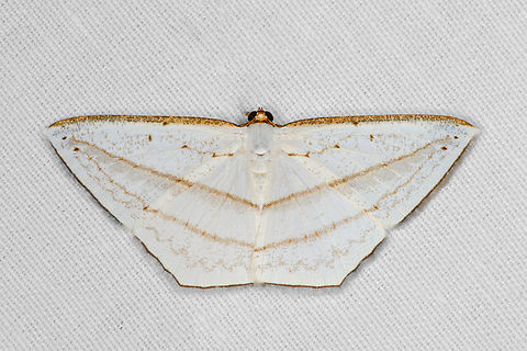 Orthocabera similaria, Minggre, Arfak Mountains, Papua  Arfak Mountains,Australia (continent),Geotagged,Indonesia,Minggre,New Guinea,Orthocabera similaria,Papua,Papua 2023,Spring,Vogelkop,West Papua,Western New Guinea