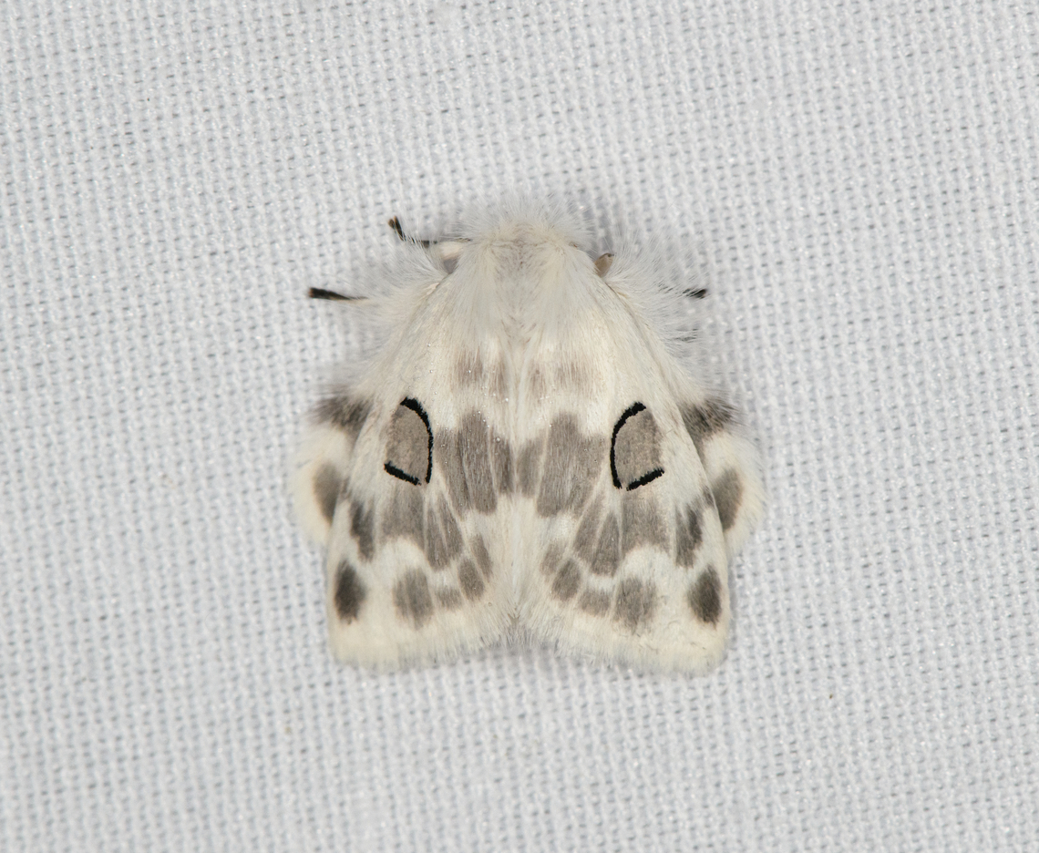 Tussock moth?, Minggre, Arfak Mountains, Papua  Arfak Mountains,Australia (continent),Geotagged,Indonesia,Minggre,New Guinea,Papua,Papua 2023,Spring,Vogelkop,West Papua,Western New Guinea