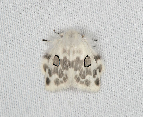 Tussock moth?, Minggre, Arfak Mountains, Papua  Arfak Mountains,Australia (continent),Geotagged,Indonesia,Minggre,New Guinea,Papua,Papua 2023,Spring,Vogelkop,West Papua,Western New Guinea