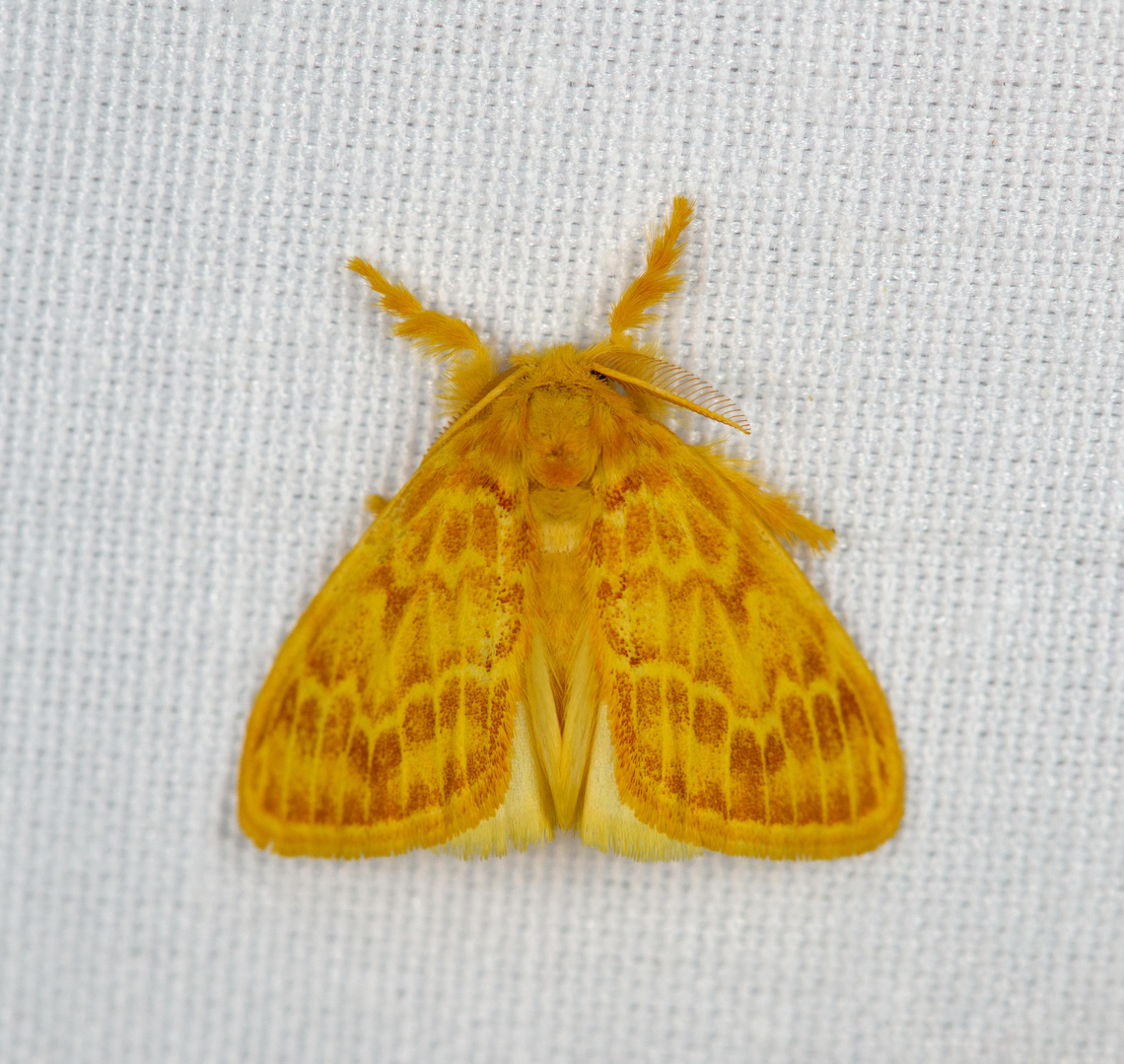 Tussock moth, Lymantriinae, Minggre, Arfak Mountains, Papua  Arfak Mountains,Australia (continent),Geotagged,Indonesia,Minggre,New Guinea,Papua,Papua 2023,Spring,Vogelkop,West Papua,Western New Guinea