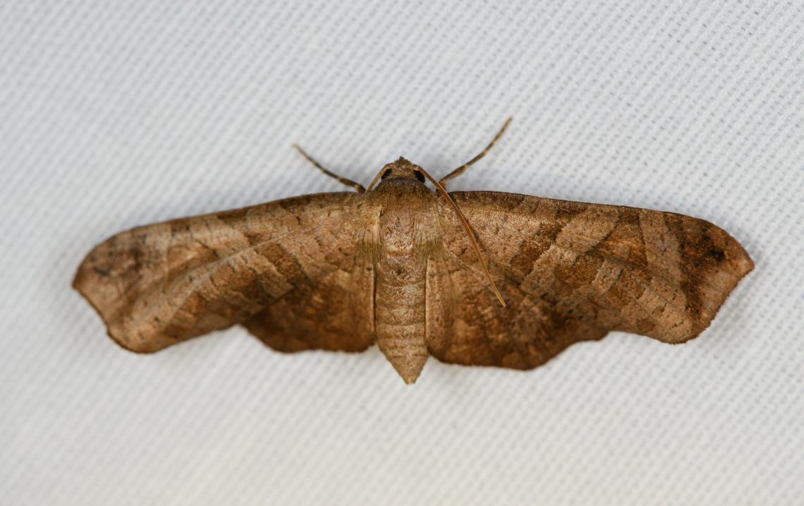 Brown Moth, Minggre, Arfak Mountains, Papua Somewhat similar to Curena sp. Arfak Mountains,Australia (continent),Geotagged,Indonesia,Minggre,New Guinea,Papua,Papua 2023,Spring,Vogelkop,West Papua,Western New Guinea